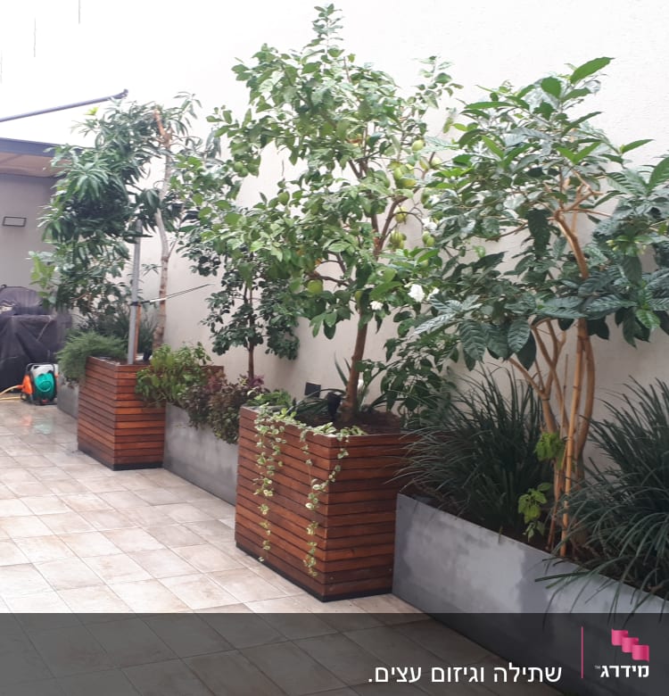 עצים בעציצים על מרפסת, ללא כלי גיזום נראים